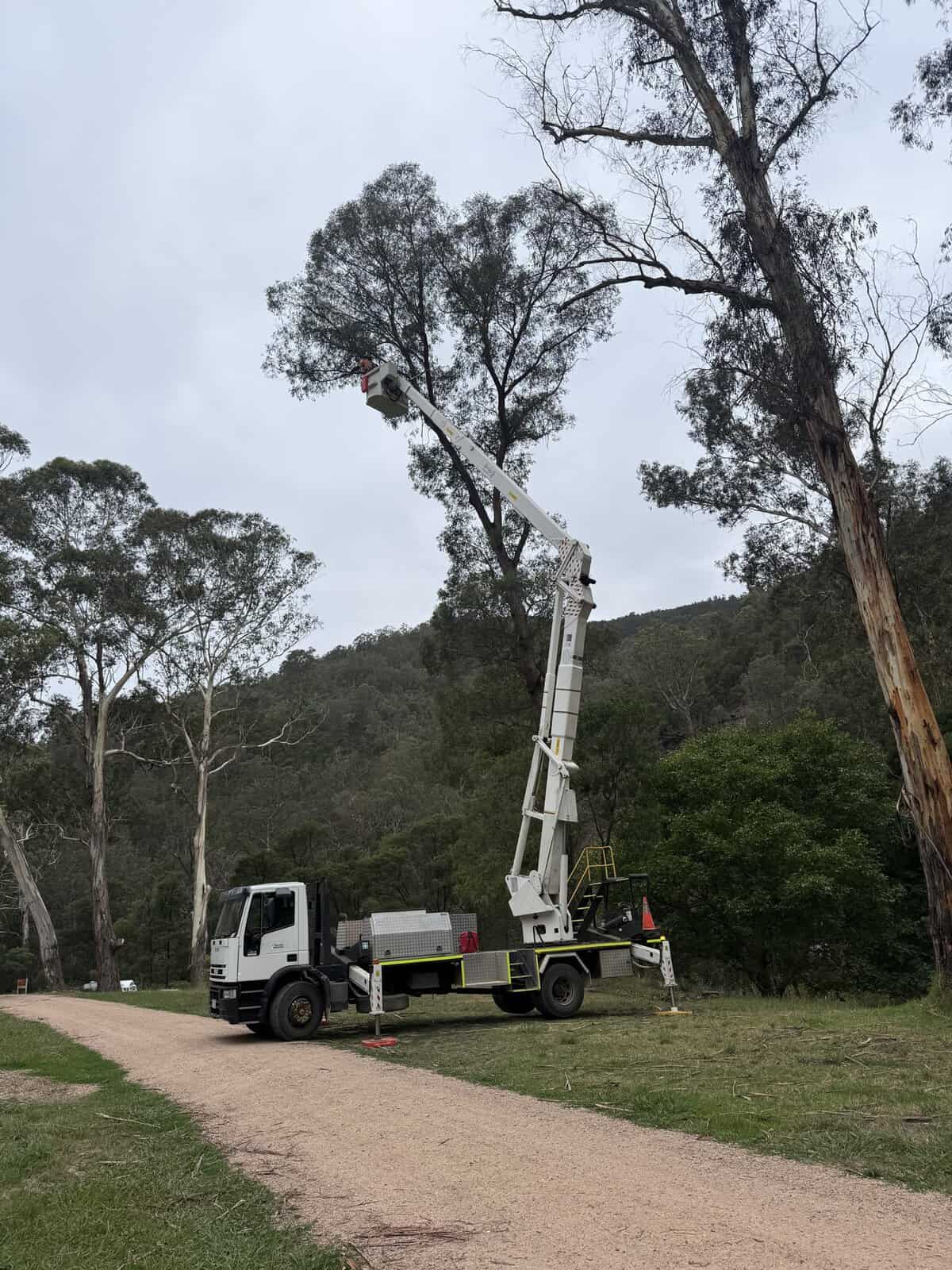Canopy work from a cherry picker