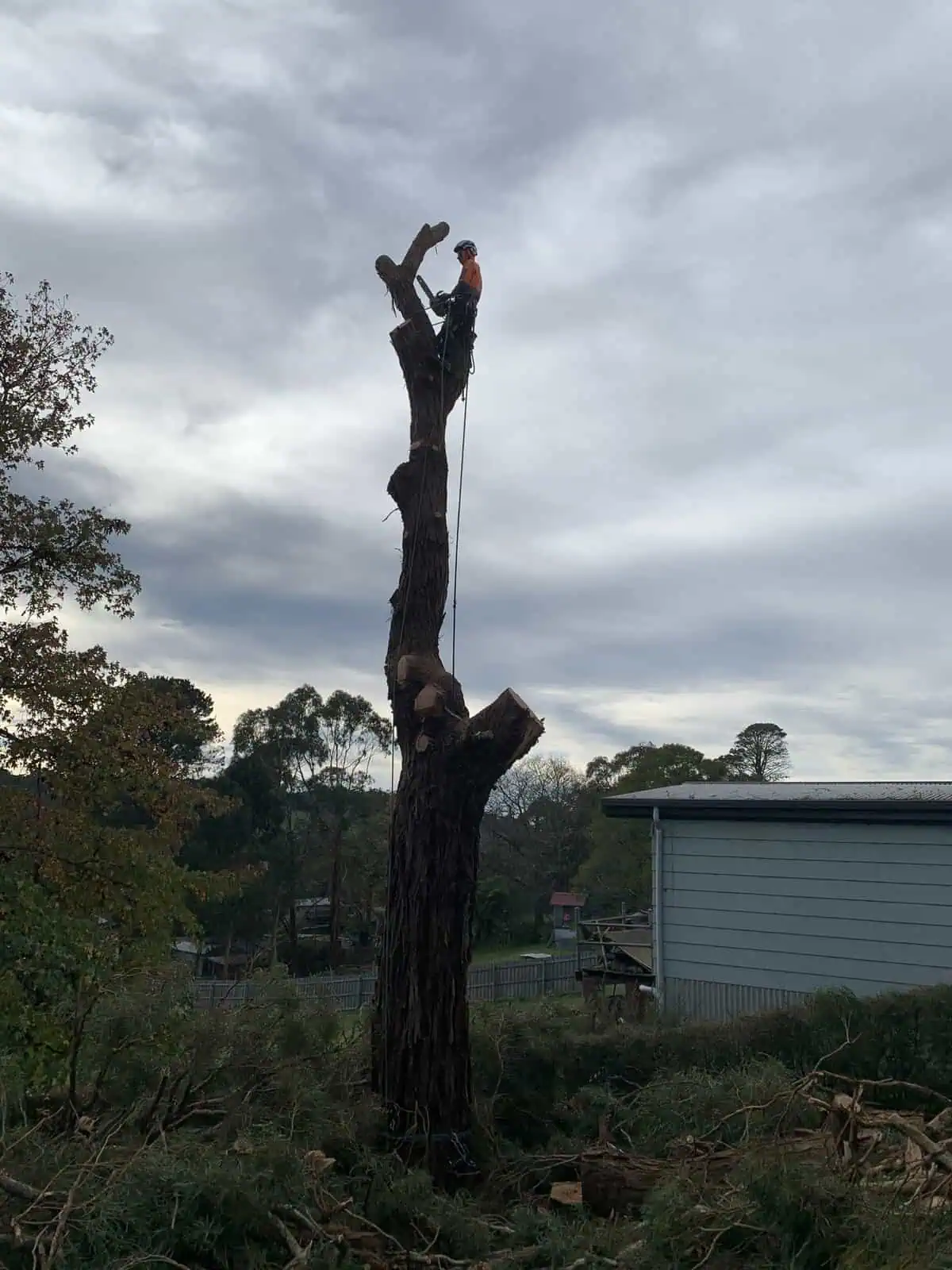 Tree removal climber sectional felling