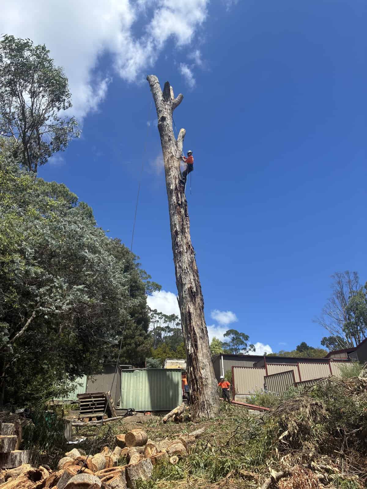 Tree removal dead tree dismantle