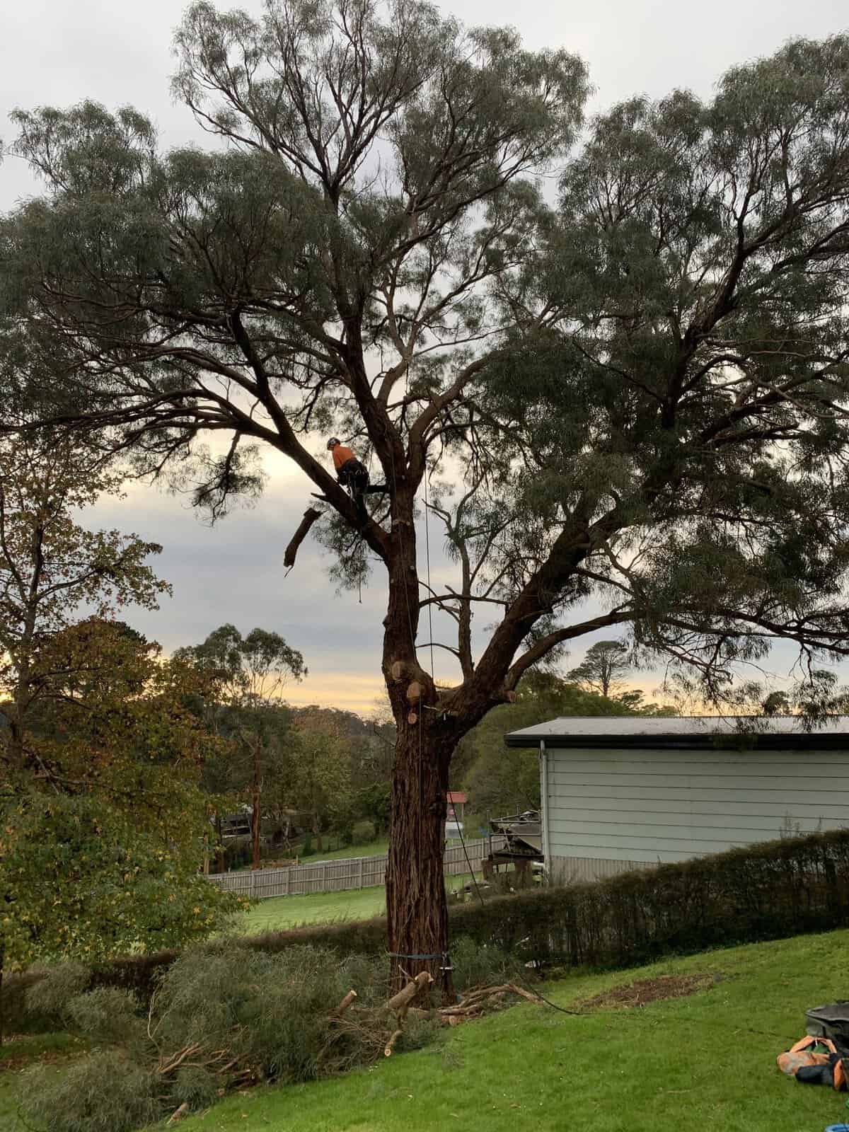 A large gum being removed in the Latrobe Valley