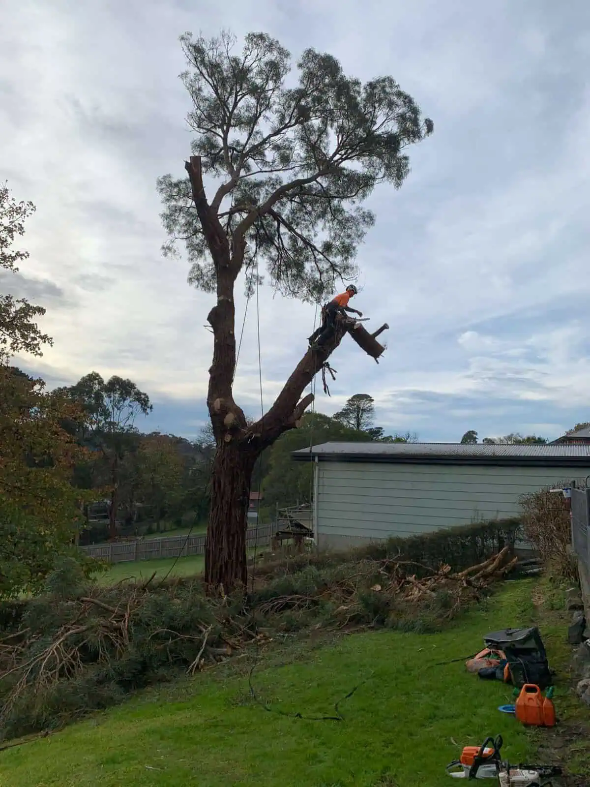 Sectional takedown of a large tree