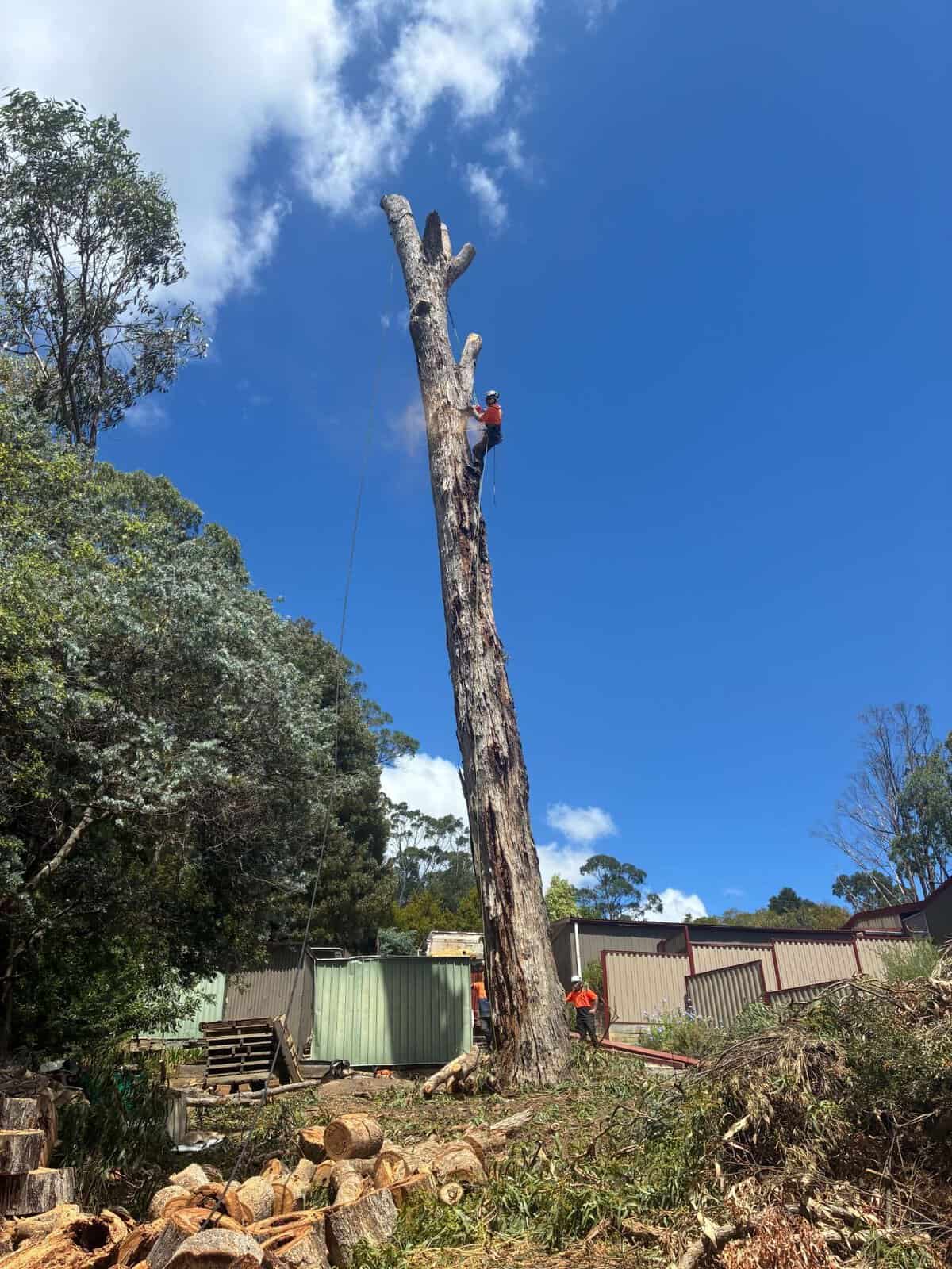 A tall dead spar being dismantled