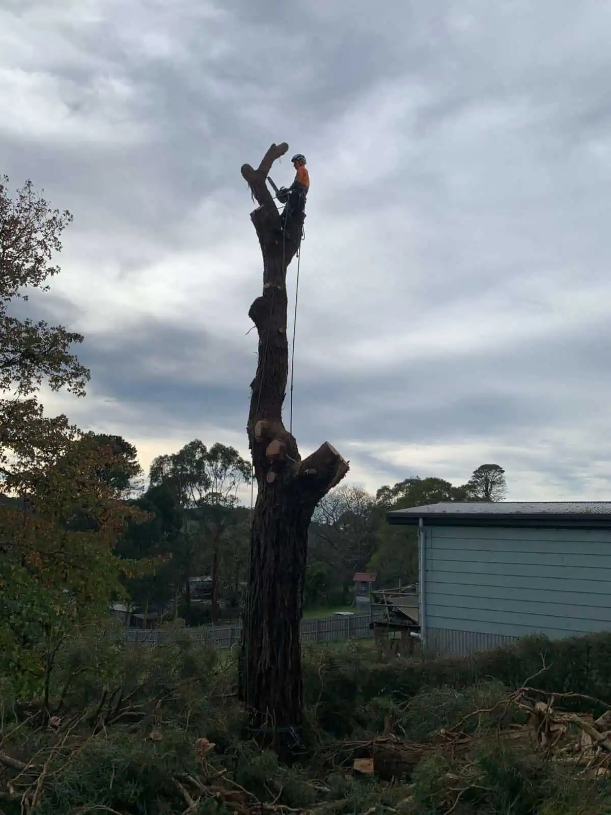 Crown reduction work on a large tree